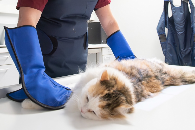 Tierarztpraxis Dr. Süß | Digitales Röntgen, Katze